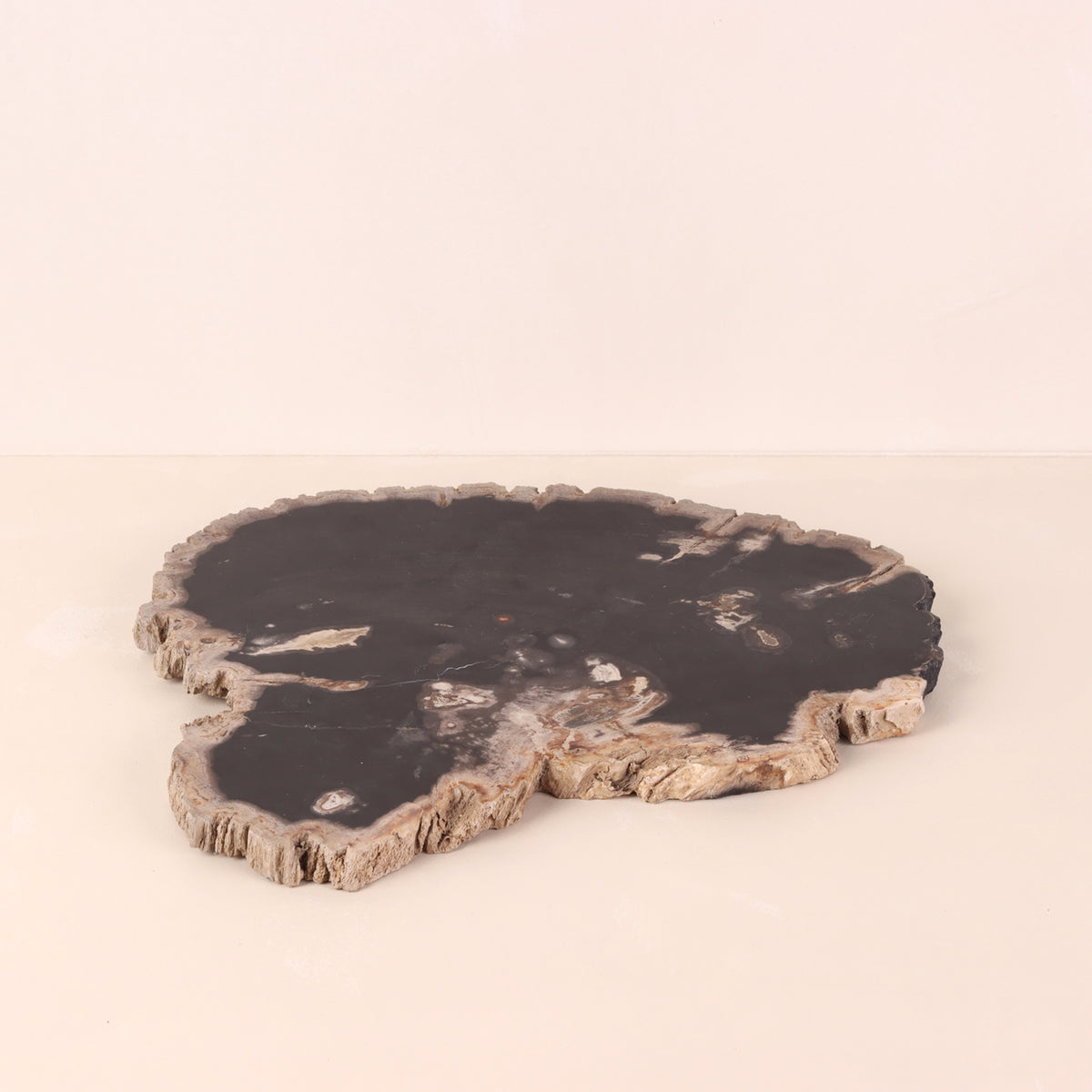 Petrified Wood Slice – TreeHause
