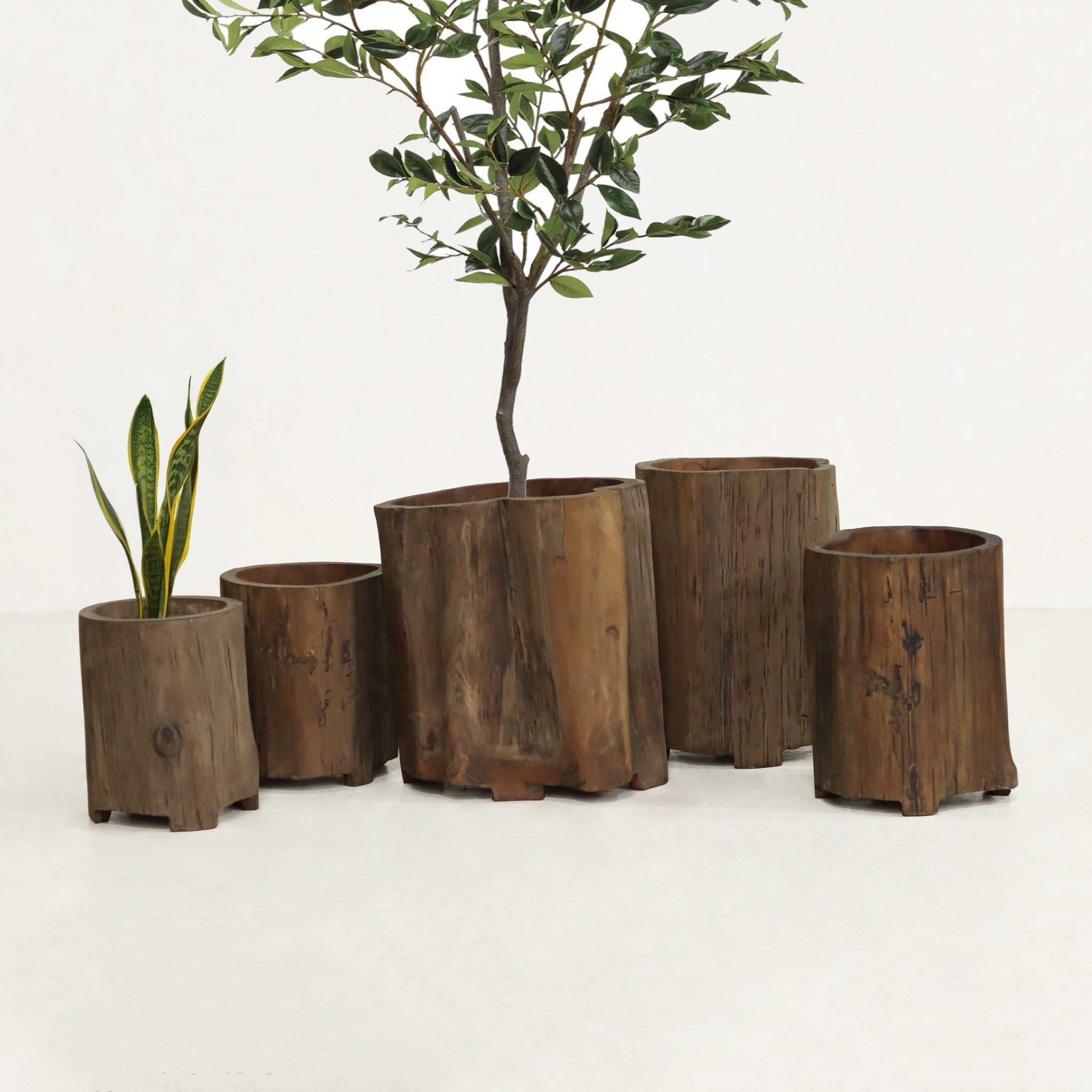 Nagaland Teak Planter – TreeHause